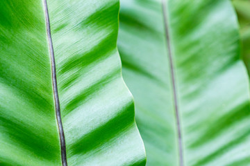 green natural clean background-textured healthy banana leaves in natural conditions