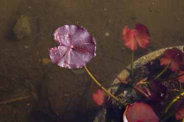 Wall Mural - flowers in water