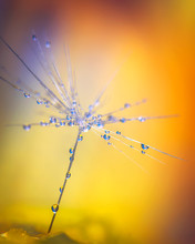 Macro Of Small Drops On Dandelion Seed With Other Blurred Drops And Background Also Blurred Orange, Yellow, Purple Color. Poetic And Relaxing Image To Create Canvas Or Computer Backgrounds