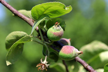 Young, Green Apple Tree, Apple Bud On A Tree In Orchard