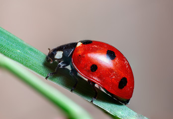 ladybug closeup on a leaf, super macro with 2:1 reproduction