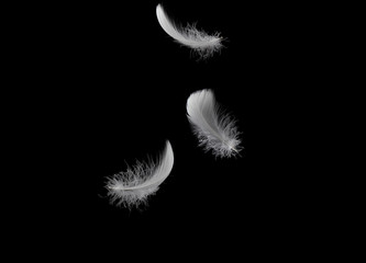 light fluffy feathers falling down in the dark. feather abstract on black background