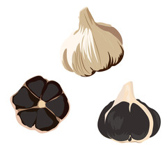 Vector stock illustration of black garlic. Traditional Japanese cuisine. Seasoning for Korean dishes. Delicious vegetable onion with a cross section showing black teeth. Isolated on a white background