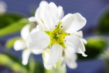 Fototapeta Storczyk - White flowers of a berry blossom on a branch. Close-up. The concept of spring, summer, flowering, holiday. Image for banner, postcards.