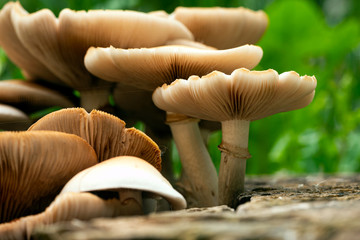 Beautiful closeup of forest mushrooms. Gathering mushrooms. Mushrooms photo, green forest background