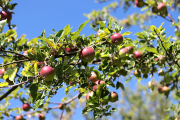 Wall Mural - apples on a tree on a branch in summer day blue sky 