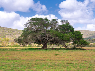 Lonely South African Tree with green landscape environment