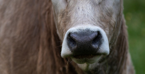 Sticker - Hocico de una vaca de raza bruna dels Pirineus (bruna de los Pirineos)