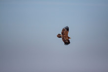 Lesser Spotted Eagle (Clanga Pomarina) Is A Bird Of Natural Life.