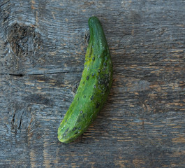 Ugly vegetables, fresh cucumber on a grey rustic wooden background