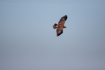 Poster - Lesser spotted eagle (Clanga pomarina) is a bird of natural life.