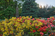 Blooming Rhododendrons in the Japanese Garden at Sunset