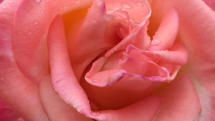 pink rose closeup background texture or wallpaper