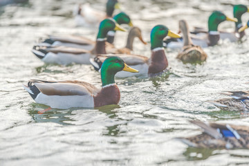 duck swimming in lake in the park