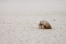 One Small Crab Runs On White Sand On A Beach Near The Ocean In The Maldives