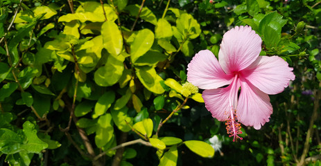 Wall Mural - Shoe , Hibiscus, Chinese rose or pink flower blooming on blurred green leaves background in floral garden with copy space on left. Beautiful in nature and Plant growth concept. Hibiscus rosa-sinensis