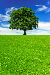 Poster - single big oak tree in meadow