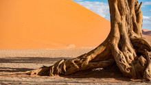 Abstract Tree Trunk Against Orange Sand Dunes, Desert Landscape In Namib-Naukluft National Park Namibia, Africa