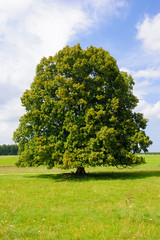 Poster - single linden tree in meadow