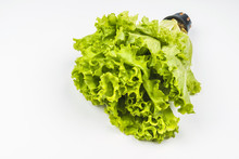 Green Lettuce Bush In A Pot On A White Background.