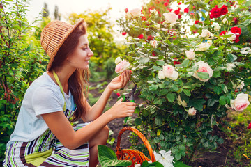 Woman gathering flowers in garden. Gardener cutting roses off with scissors. Summer gardening. Taking care of plants