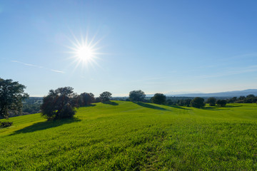 Wall Mural - countryside landscape with green fields with trees, shadows, bushes and green grass and sun behind under blue sky