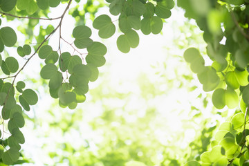 Beautiful attractive nature view of green leaf on blurred greenery background in garden with copy space using as background natural green plants landscape, ecology, fresh wallpaper concept.