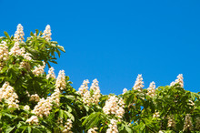 Blue Sky With White Flowers