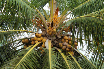 coconut tree full of coconut