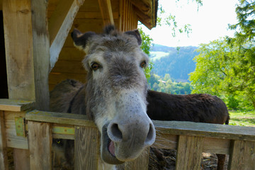 Wall Mural - Beautiful donkey in the zoo. Donkeys on a farm in Austria.