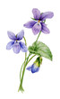 Watercolor illustration. A bouquet of purple forest violets on a white background.