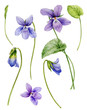 Watercolor illustration. Set of spring flowers of wild violets, buds, leaves isolated on a white background.