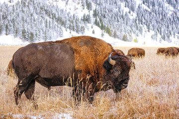 male bison standing in a field during fall, grand teton national park, wyoming