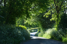 Narrow Country Lane Through A Tunnel Of Leaves And Trees In Late Spring, Dorset, England
