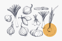 Hand-drawn Large Set Of Onions Of Different Shapes And Varieties. Organic Food Concept. It Can Be Used As An Element Of Design Of Markets, Menus, And Packaging. Vintage Botanical Illustration