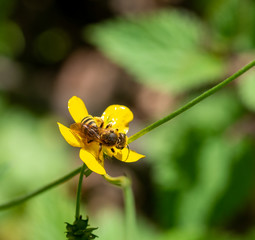 flying bee in a meadow