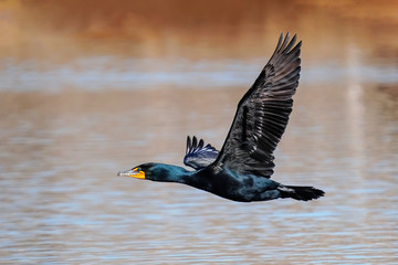 double-crested cormorant flying low above the water