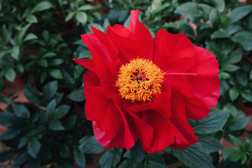 Sticker - Beautiful fresh scarlet red peony flower in full bloom in the garden.