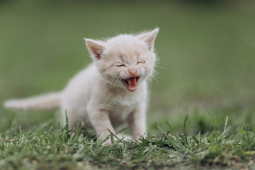  a very small kitten meows on the grass