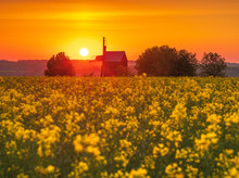 Rising Sun Between Tree And Old Wooden Windmill In The Rapeseed Field In Ukraine