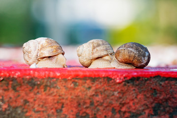 Snails crawl in the garden