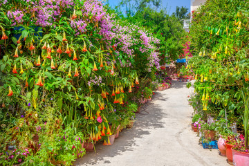 Poster - Street in Kefalonia, Greece