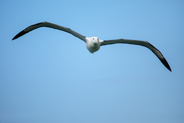 Canvas Print - Northern royal albatross in flight, Taiaroa Head, Otago Peninsula, New Zealand