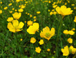 Yellow flowers of Ranunculus acris on green grass background on sunny day.