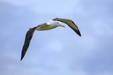 Poster - Northern royal albatross in flight, Taiaroa Head, Otago Peninsula, New Zealand