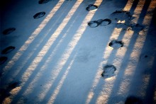 High Angle View Of Paw Prints On Snow Covered Landscape