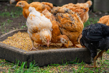 Many Domestic Chickens Eat Food, Chicken Flock