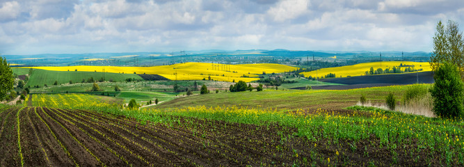 Fotomurales - Agricultural fields in springtime, corn sprouts. Yellow fields of oilseed rape and green meadows