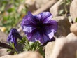 purple flower on pansy garden