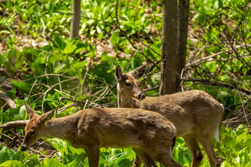 Canvas Print - White tailed deer  grazing in a wetland overgrown with skunk cabbage. Natural scene from USA